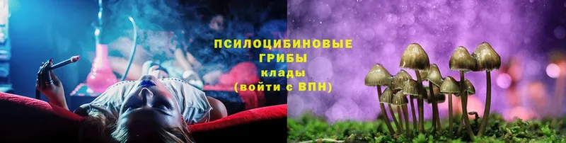 купить наркотики сайты  Кукмор  Псилоцибиновые грибы Psilocybine cubensis 